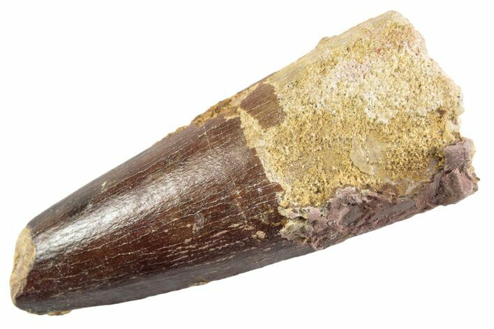 Fossil Spinosaurus Tooth - Feeding Worn Tip #360181